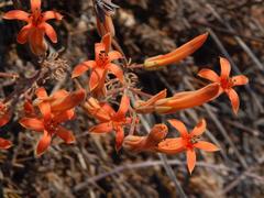 Tylecodon grandiflorus
