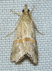Euchromius gozmanyi