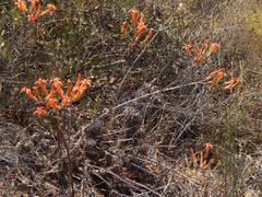 Tylecodon grandiflorus