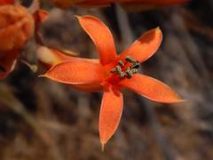 Tylecodon grandiflorus