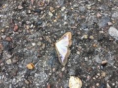 Cydalima perspectalis