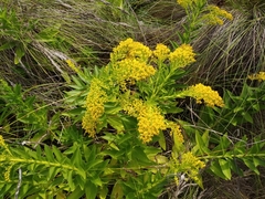 Solidago azorica