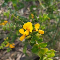 Pultenaea spinosa