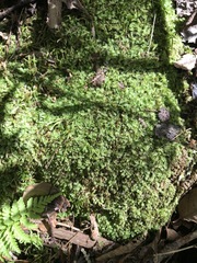 Calypogeia integristipula