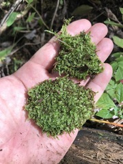 Calypogeia integristipula
