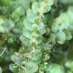 Calypogeia integristipula