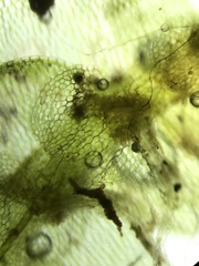 Calypogeia integristipula
