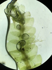 Calypogeia integristipula