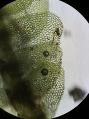 Calypogeia integristipula