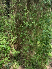 Tetragonia implexicoma