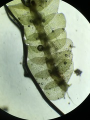 Calypogeia integristipula