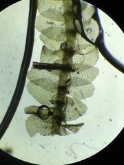 Calypogeia integristipula