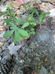 Vaccinium tenellum