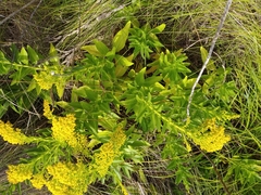 Solidago azorica