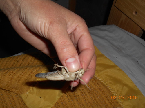 Gray Bird Grasshopper