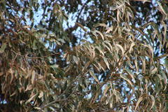 Eucalyptus gomphocephala