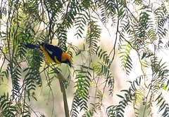 Icterus graceannae