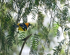 Icterus graceannae