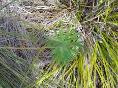 Euphorbia azorica