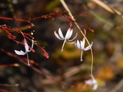 Prismatocarpus diffusus