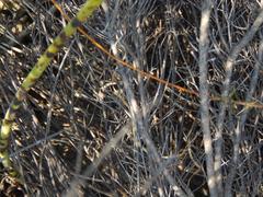 Prismatocarpus diffusus