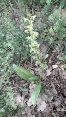 Platanthera holmboei