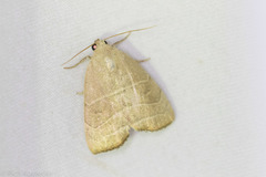 Bagisara rectifascia