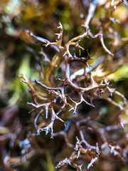 Cetraria aculeata