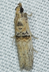 Nephopterix angustella