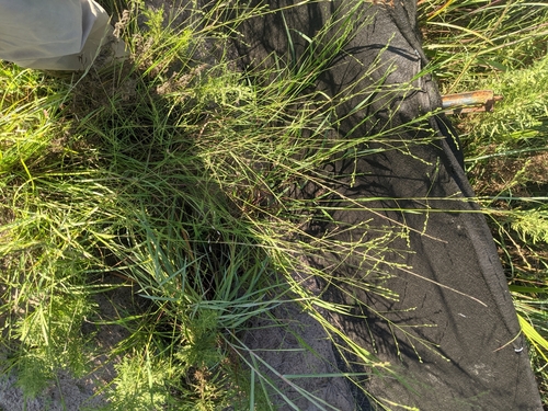 Image of Kellochloa brachyantha by (c) Cleveland Powell, some rights reserved (CC BY)
