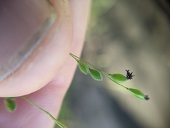 Kellochloa brachyantha