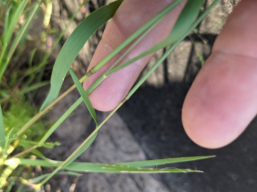 Image of Kellochloa brachyantha by (c) Cleveland Powell, some rights reserved (CC BY)