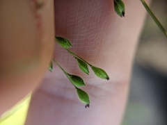 Kellochloa brachyantha