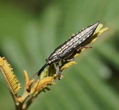 Rhinotia lineata