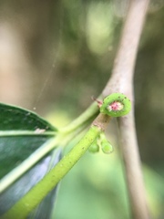 Ficus irisana