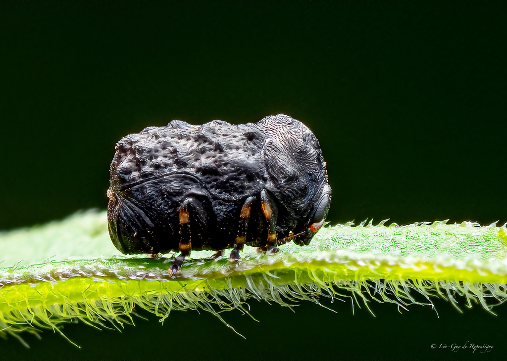 Canada Case-bearing Leaf Beetle