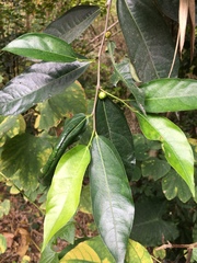 Ficus irisana