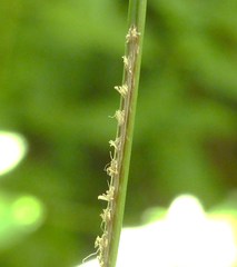 Scolypopa australis