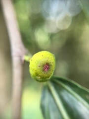 Ficus irisana
