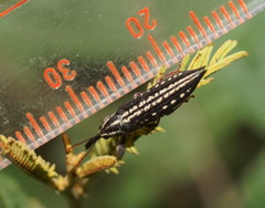 Rhinotia lineata