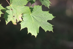 Acer platanoides