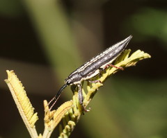 Rhinotia lineata
