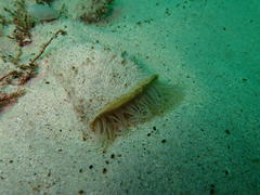Ceriantheopsis austroafricanus