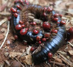 Ectrichodia crux