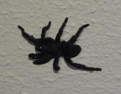 Brachionopus robustus