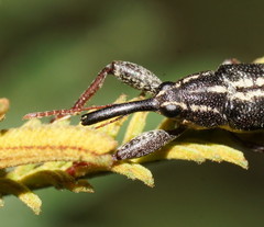 Rhinotia lineata