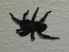 Brachionopus robustus