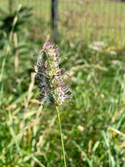 Phleum alpinum