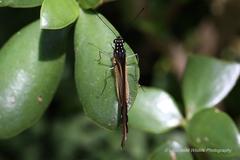 Papilio dardanus cenea