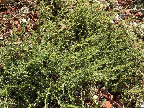 láskavec biely (Amaranthus albus)